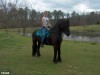 Horse For Sale: Teaddy- Photo 1