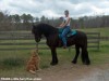 Teaddy- Photo 2