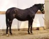 Horse For Sale: Yuba River- Photo 1