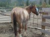 Horse For Sale: Sucha Smooth Journey- Photo 1