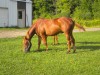 Horse For Sale: San Peppy Pebbles- Photo 1