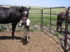 Horse For Sale: Sudden Witch 'Jet'- Photo 1