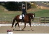 Horse For Sale: Talisman- Photo 1