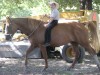 Horse For Sale: Ruby- Photo 1