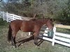 Horse For Sale: Marcos Choice- Photo 1