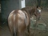 Horse For Sale: pregnant mare named candie- Photo 1
