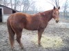 Horse For Sale: CWF Dualin Rancher- Photo 1