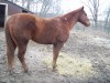 CWF Dualin Rancher- Photo 2