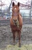 CWF Dualin Rancher- Photo 3