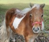 Horse SOLD: Hamptons Appy Lady Luck (Lady)- Photo 1