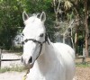 Socketts Silver Mist aka Sara- Photo 2