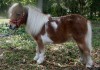 Hamptons Appy Lady Luck (Lady)- Photo 2
