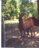 Horse SOLD: Poco gone Solo- Photo 1