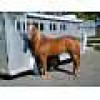 Horse SOLD: Skip To The Point- Photo 1