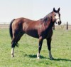 Horse For Sale: PrairieStromsTop- Photo 1