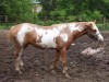 Horse For Sale: Prairies Cinnamon Sky- Photo 1
