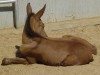 Horse For Sale: Show Quality Dun John Mule- Photo 1