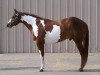 Horse For Sale: AN ULTIMATE PAGE- Photo 1