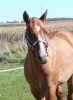 Horse SOLD: INDYCAR RACER - Photo 1