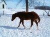 Horse For Sale: KENO - AQHA colt- Photo 1