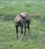 Horse For Sale: KERMIT - AQHA Grullo Colt- Photo 1