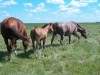 Horse For Sale: KIPPER - AQHA Dun Colt- Photo 1
