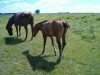 KIPPER - AQHA Dun Colt- Photo 2