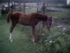 Horse For Sale: Milo- Photo 1