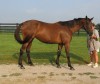 Horse For Sale: Annie- Photo 1