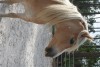 Horse For Sale: Sticky Lane Lacey- Photo 1