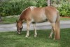 Sugar's Allstar Spice- Photo 2