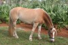 Sugar's Allstar Spice- Photo 3