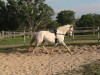 Horse For Sale: Loren- Photo 1