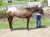 Horse For Sale: Rolling on a Hotrod- Photo 1