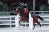 Horse For Sale: Magnum- Photo 1