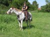 Horse For Stud: Air to Apache- Photo 1