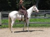 Horse For Sale: Fire With Ice- Photo 1