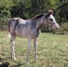 Horse For Sale: Frost In The Air- Photo 1