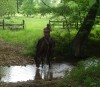 Shes A Belle Air- Photo 3