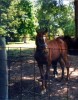 Horse For Sale: Fawns Notice  (Daisy)- Photo 1