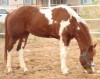 TANKS TUFF COWBOY- Photo 3