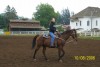 Horse For Sale: Adam- Photo 1