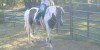 Horse For Sale: Cowboys Son Deebar- Photo 1