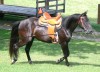 Horse For Sale: Classic Moni Man- Photo 1