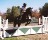 Horse SOLD: Cooper- Photo 1