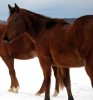 Horse For Sale: RR Freckles Angel- Photo 1