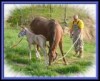 Horse For Sale: Shesa Zips Jo- Photo 1