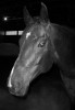 Rascals Magic Star- Photo 2