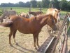 Horse For Sale: bree- Photo 1