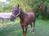 Horse SOLD: cee(sierra kilo bravo)- Photo 1